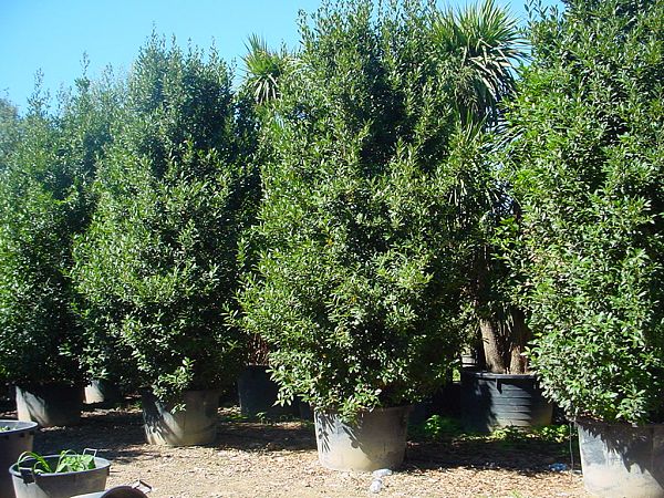Laurus nobilis